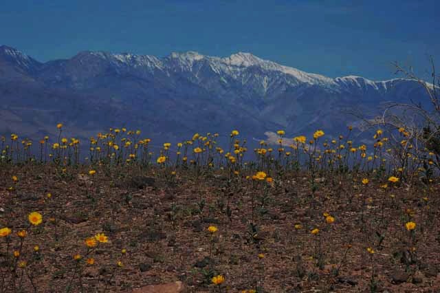 Desert Gold